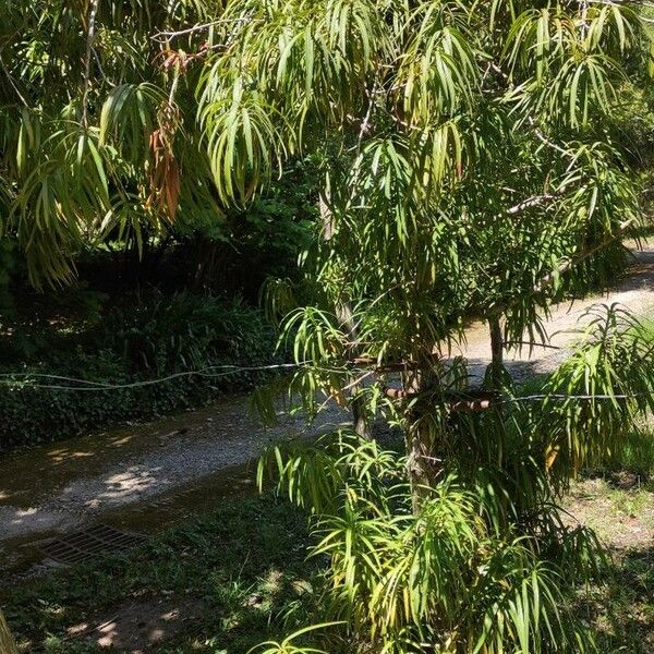 Podocarpus henkelii Habit