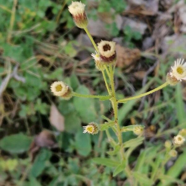 Erigeron acris Flor