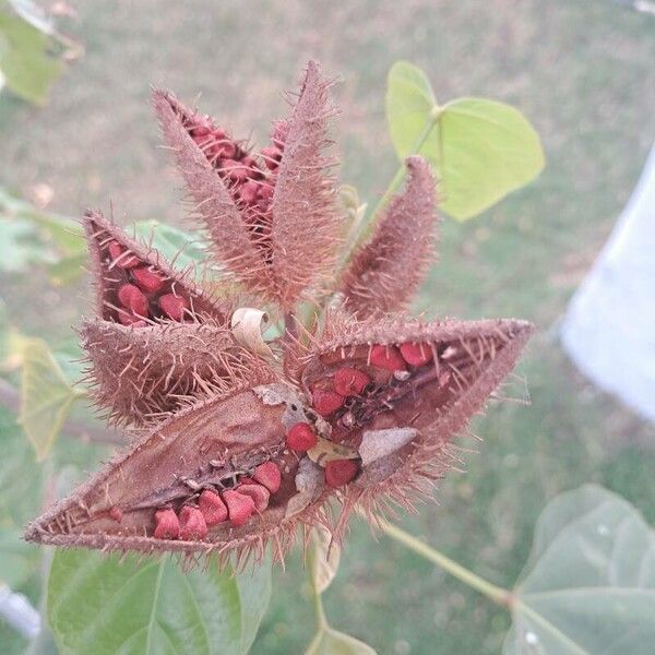 Bixa orellana Fruit