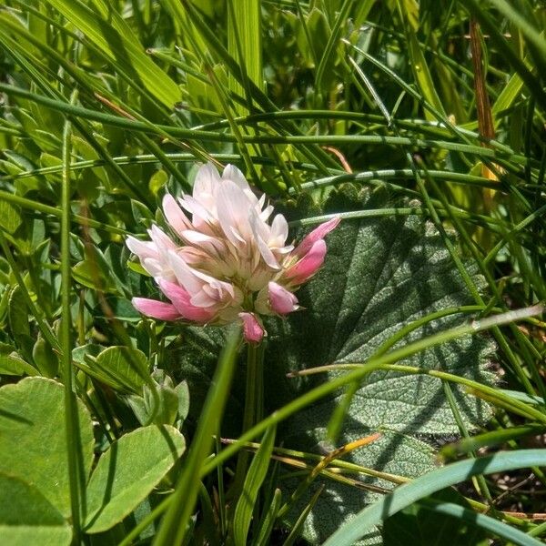 Trifolium thalii Kvet