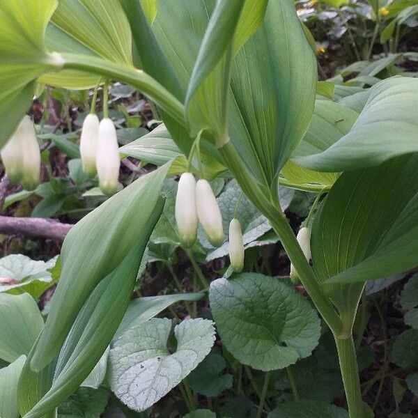 Polygonatum odoratum Λουλούδι