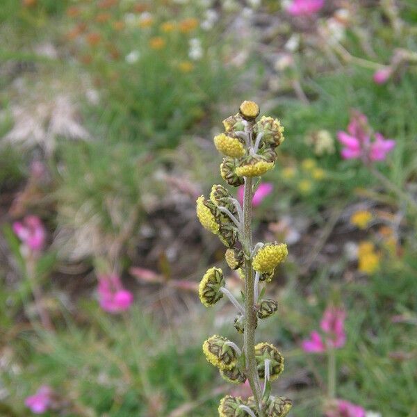 Artemisia atrata Іншае