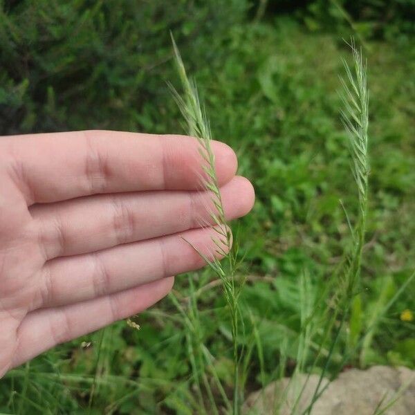 Festuca bromoides ফুল