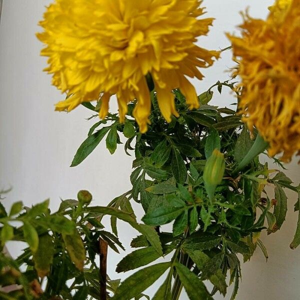 Tagetes erecta ফুল