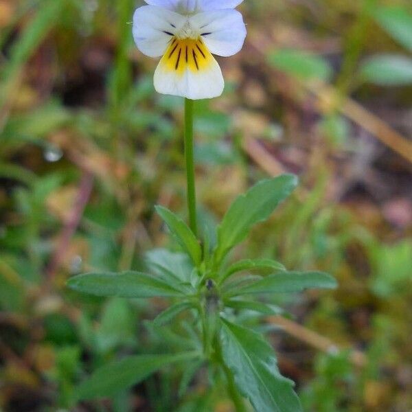 Viola arvensis Flor