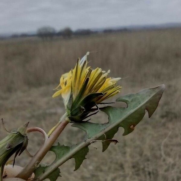 Taraxacum palustre Blad