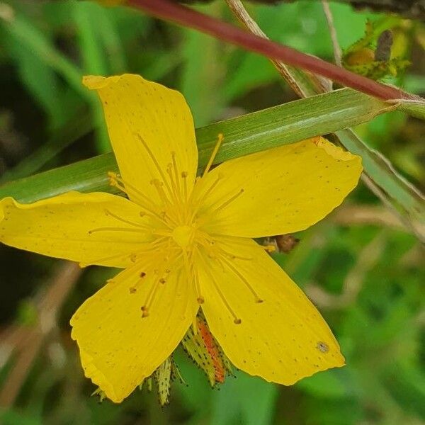 Hypericum annulatum Flor