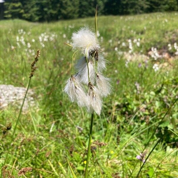 Eriophorum latifolium ഇല