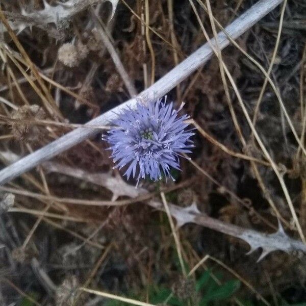 Jasione montana Blomma