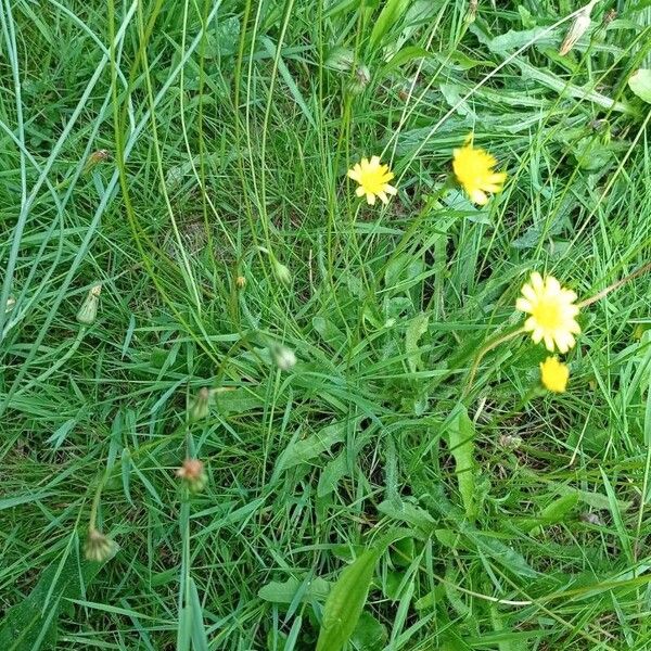 Leontodon saxatilis Flors