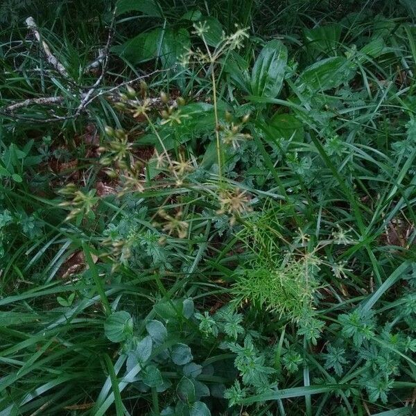 Conopodium majus Blad