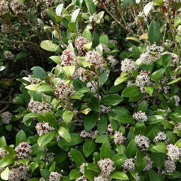 Skimmia japonica आदत