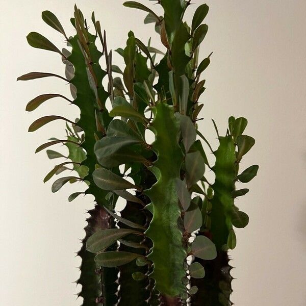 Euphorbia trigona List