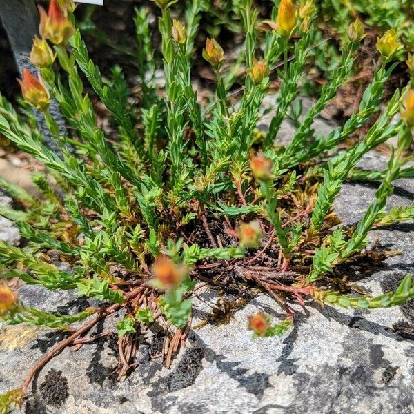 Hypericum linarioides Leaf