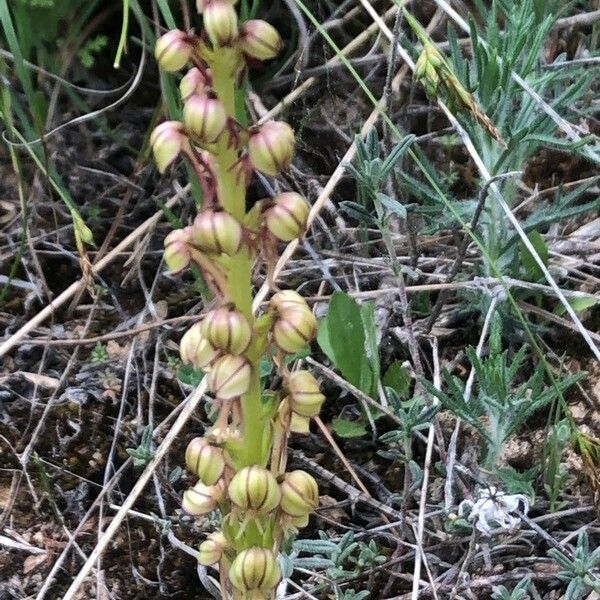 Orchis anthropophora Blüte