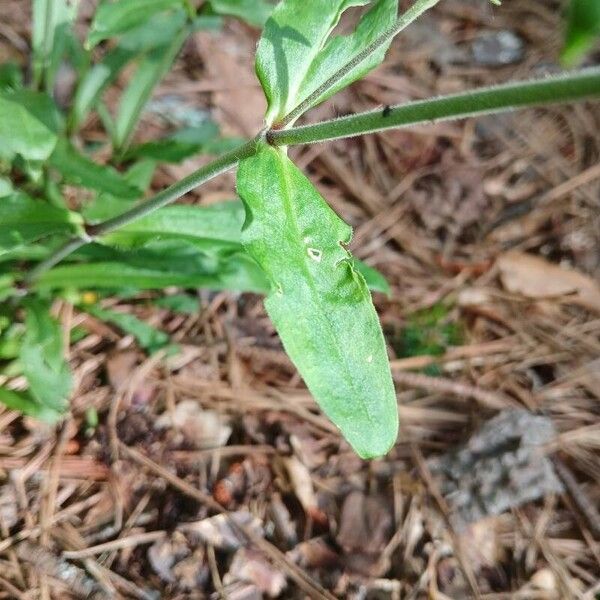 Silene virginica পাতা