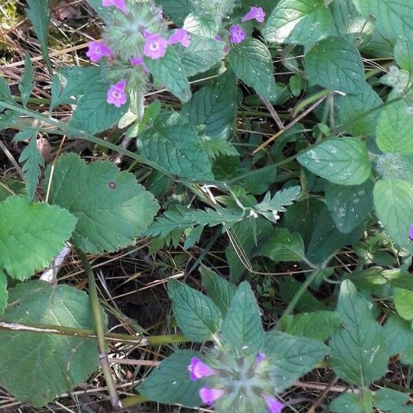 Clinopodium vulgare 花