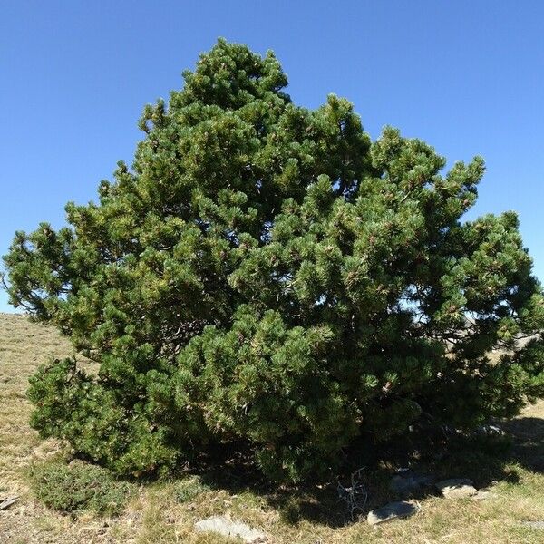 Pinus mugo 形態