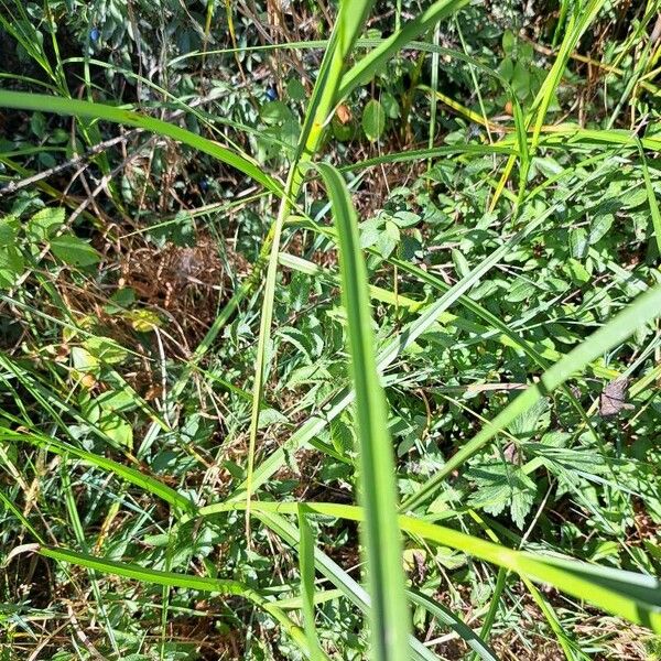 Bolboschoenus maritimus Blad