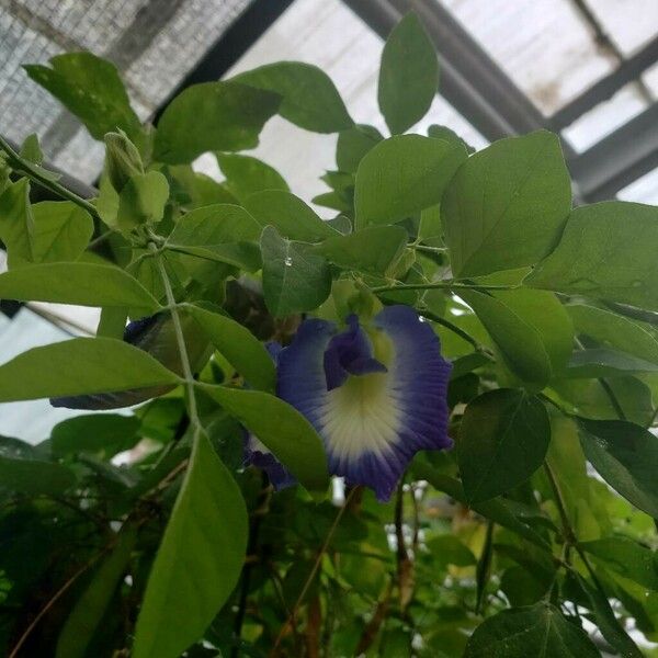 Clitoria ternatea Floare