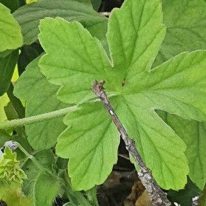 Pelargonium multibracteatum Leaf