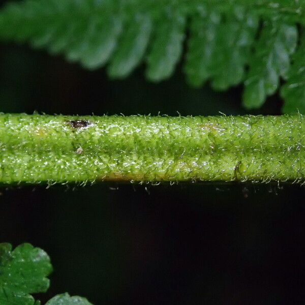 Deparia boryana Leaf