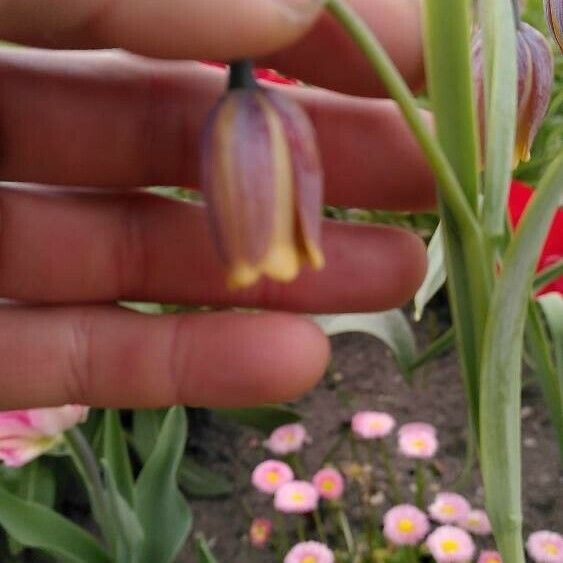 Fritillaria pyrenaica Flors