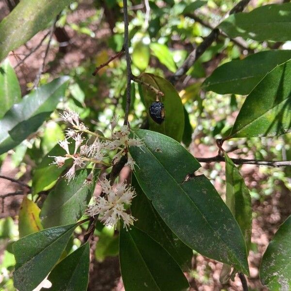 Prunus caroliniana Frugt