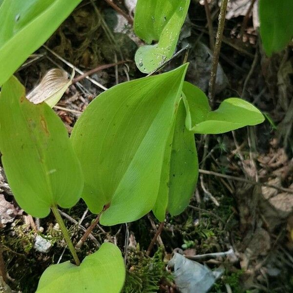 Maianthemum canadense Лист