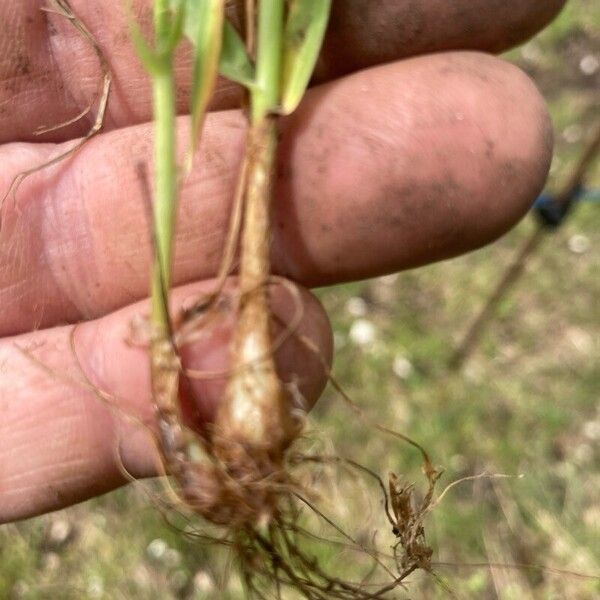 Panicum repens Arall