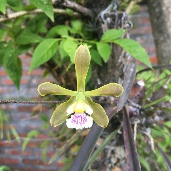 Encyclia tampensis Flor