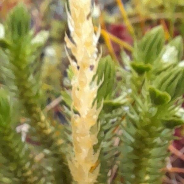 Selaginella selaginoides Liść