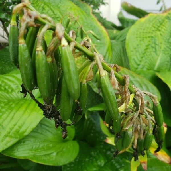 Hosta plantaginea Fruto