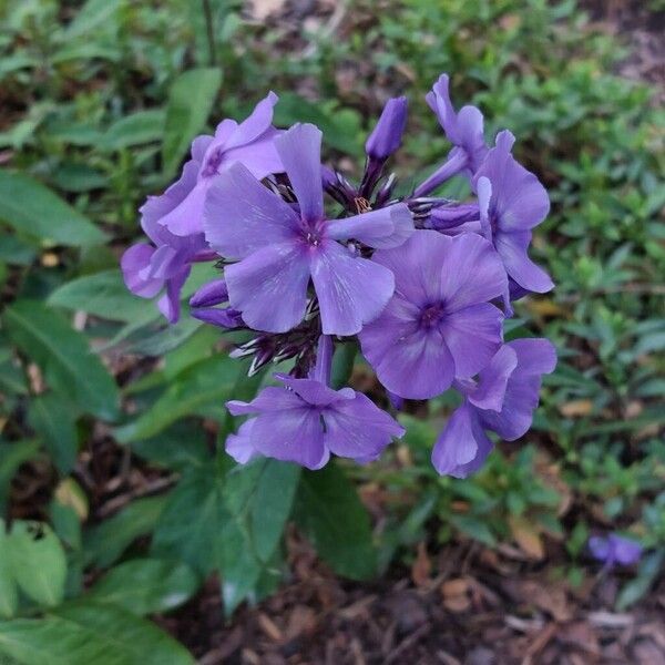 Phlox paniculata Fiore