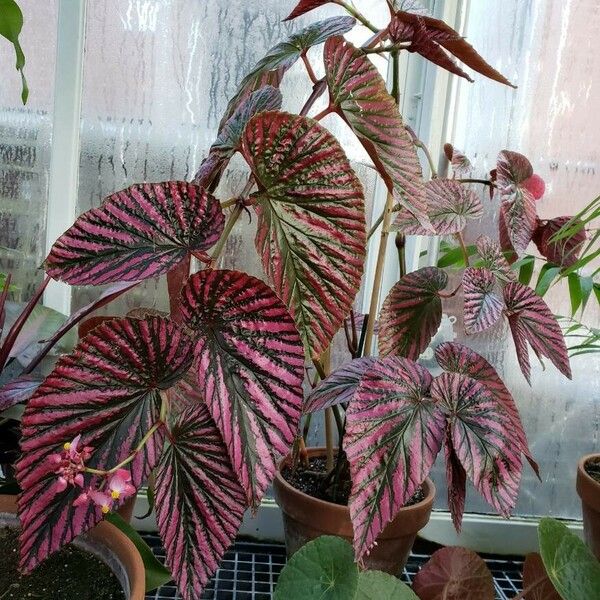 Begonia brevirimosa Buveinė