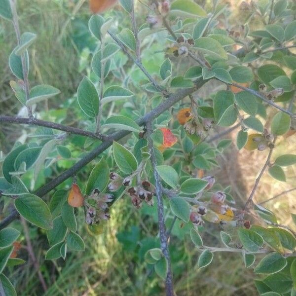 Cotoneaster pannosus Blüte