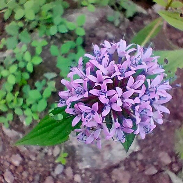 Trachelium caeruleum Flower