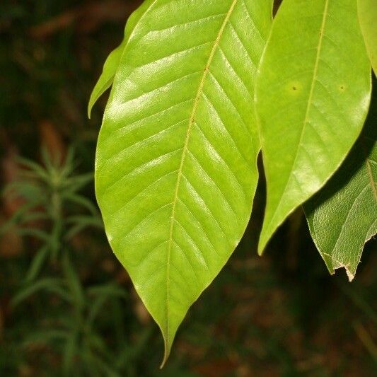 Michelia champaca Leaf