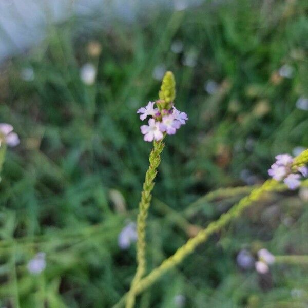 Verbena officinalis ফুল