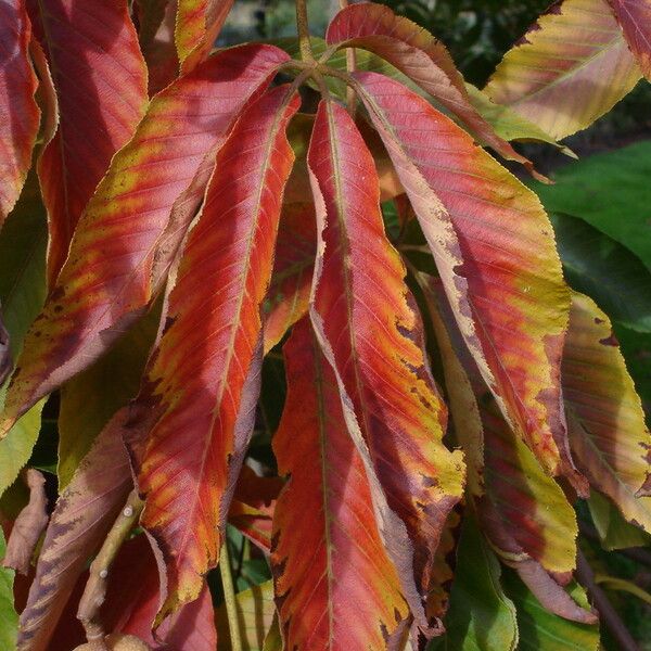 Aesculus flava Leaf