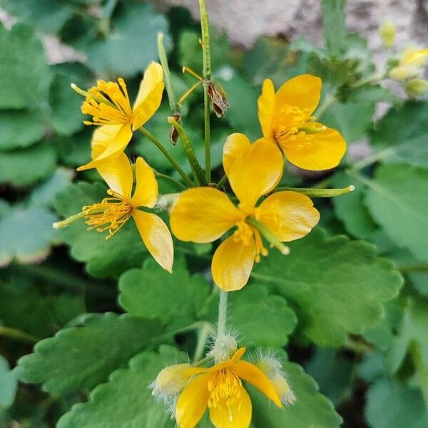 Chelidonium majus Flower