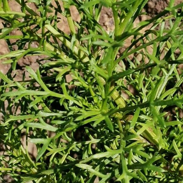 Argyranthemum haouarytheum Blatt