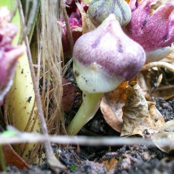 Aspidistra elatior Blomst