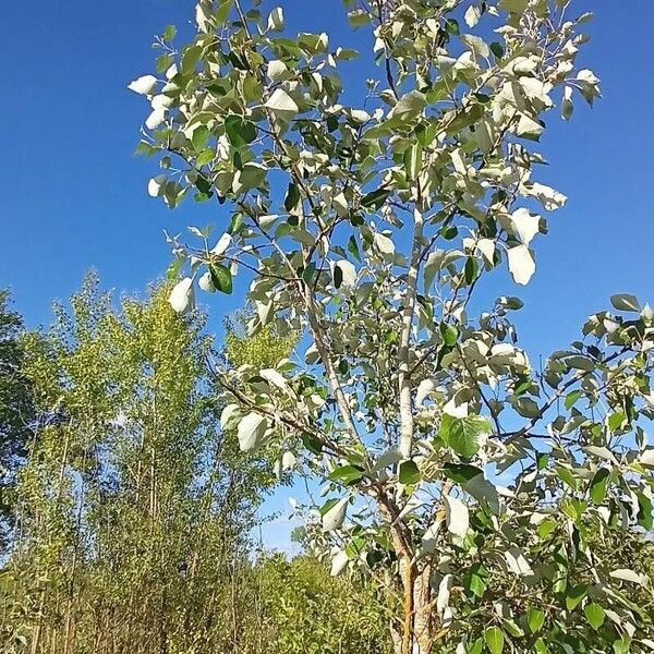 Populus alba Habitus