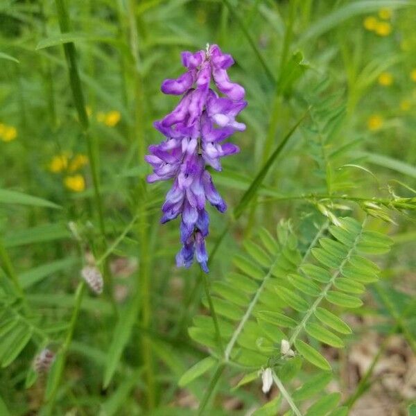 Vicia orobus Flower