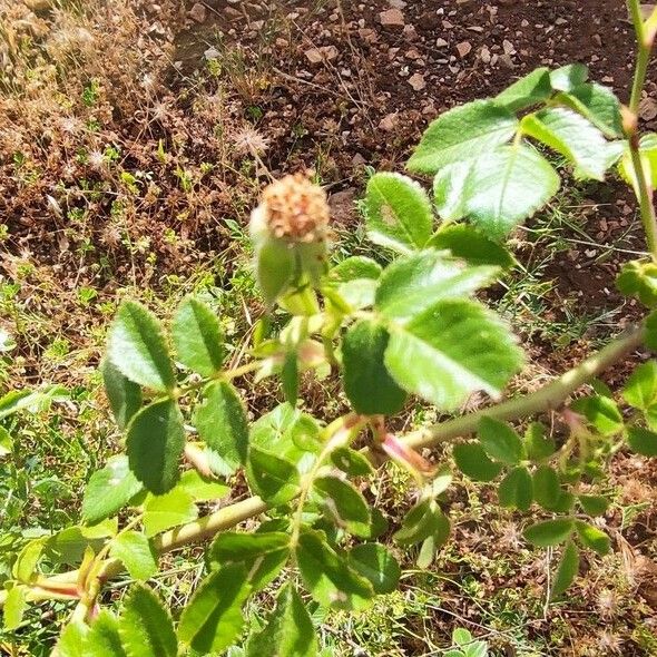 Rosa canina Liść