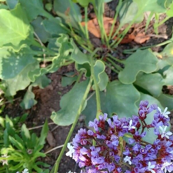 Limonium perezii (Perez's sea lavender)