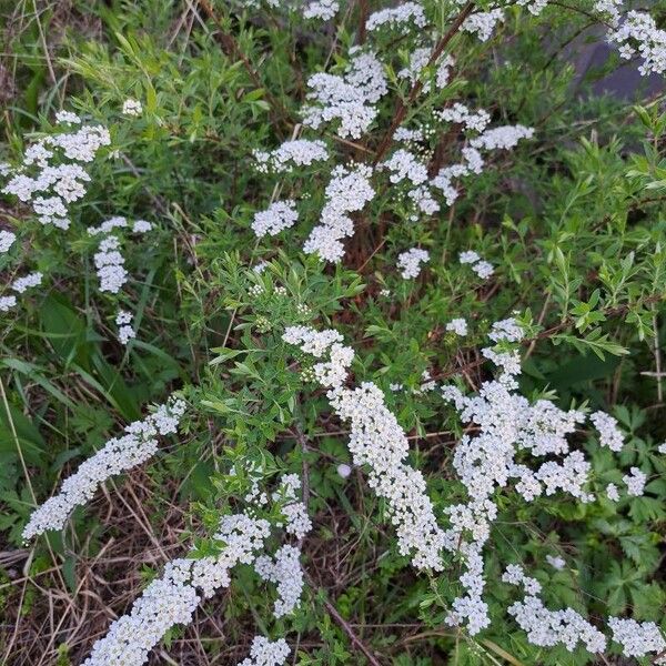 Spiraea x arguta Цветок