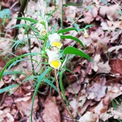 Melampyrum lineare പുഷ്പം