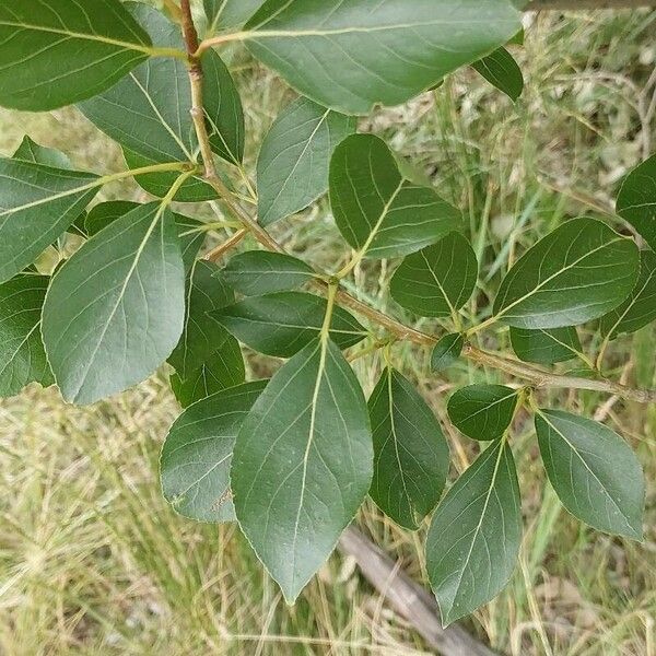 Populus simonii 葉